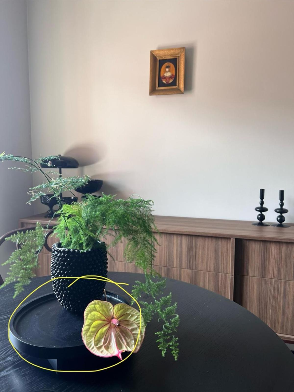ורוצלב Entu Apartamenty Odrzanska מראה חיצוני תמונה
